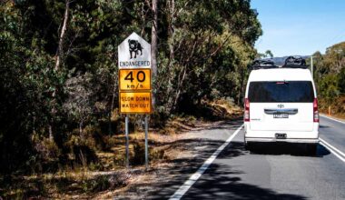 Tasmania roadkill orphans overwhelm wildlife sanctuary rescue services