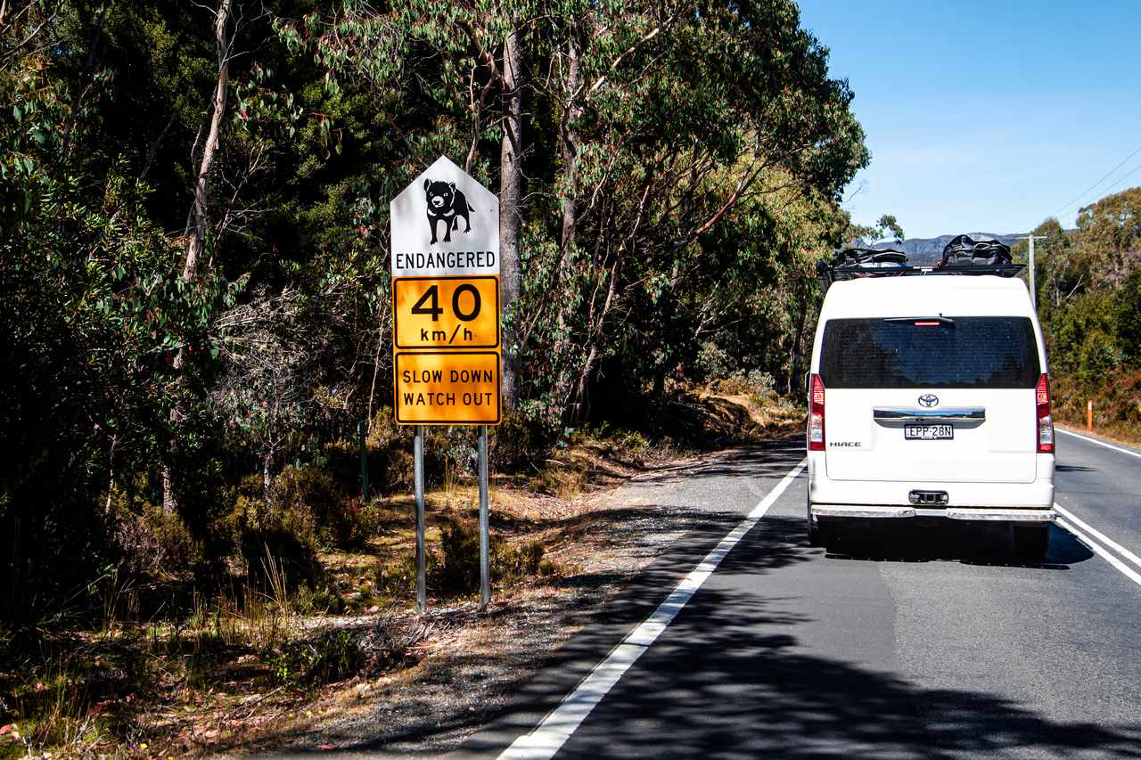 Tasmania roadkill orphans overwhelm wildlife sanctuary rescue services