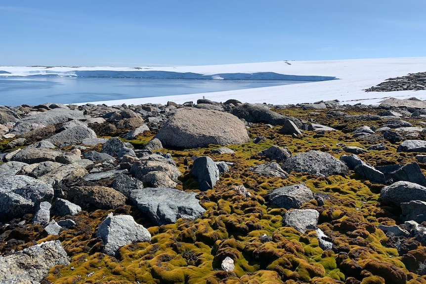 Antarctic moss bed at Casey Station