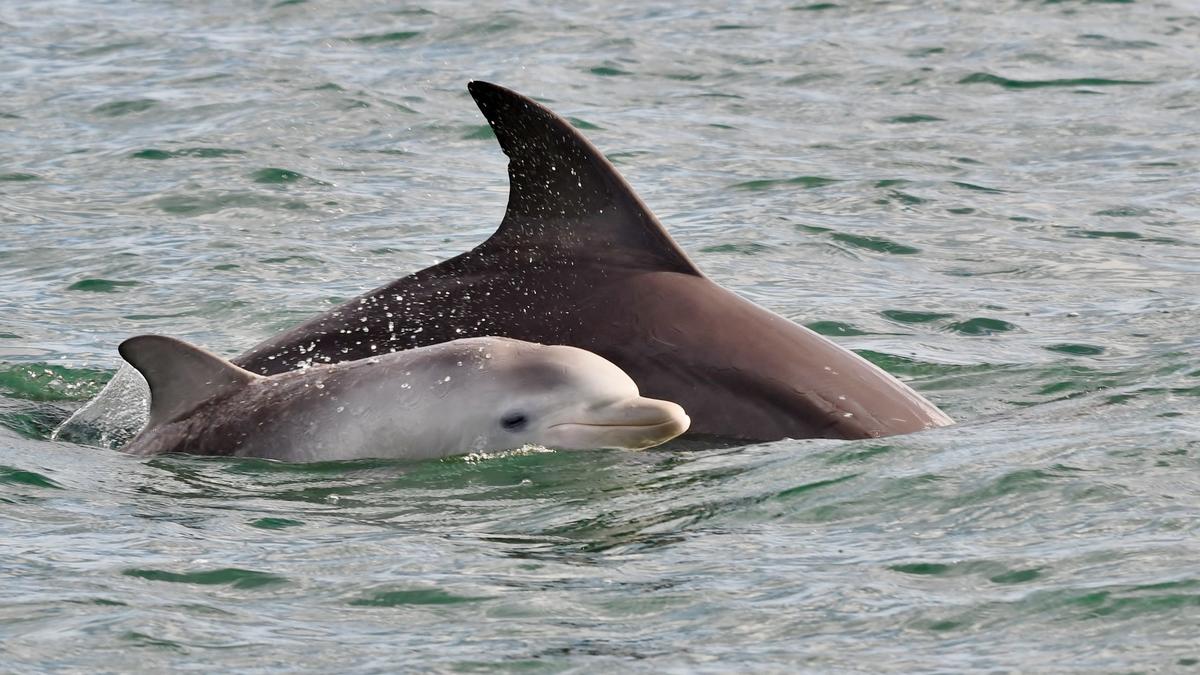 ‘The greatest heartbreak of this very cruel summer’ as another Mandurah dolphin found dead in estuary
