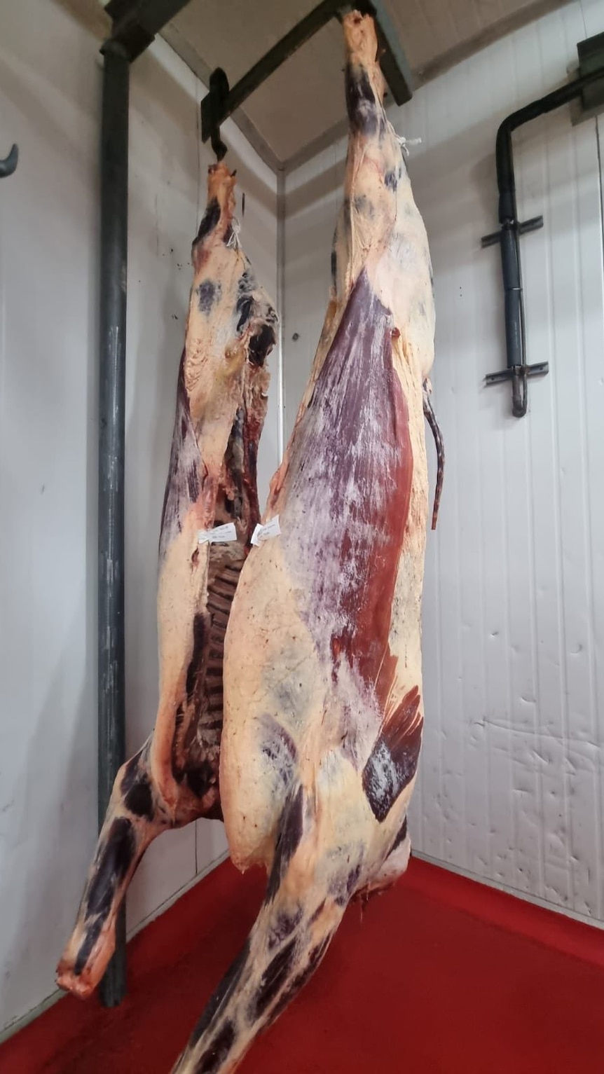 Whole carcass of cow hanging.