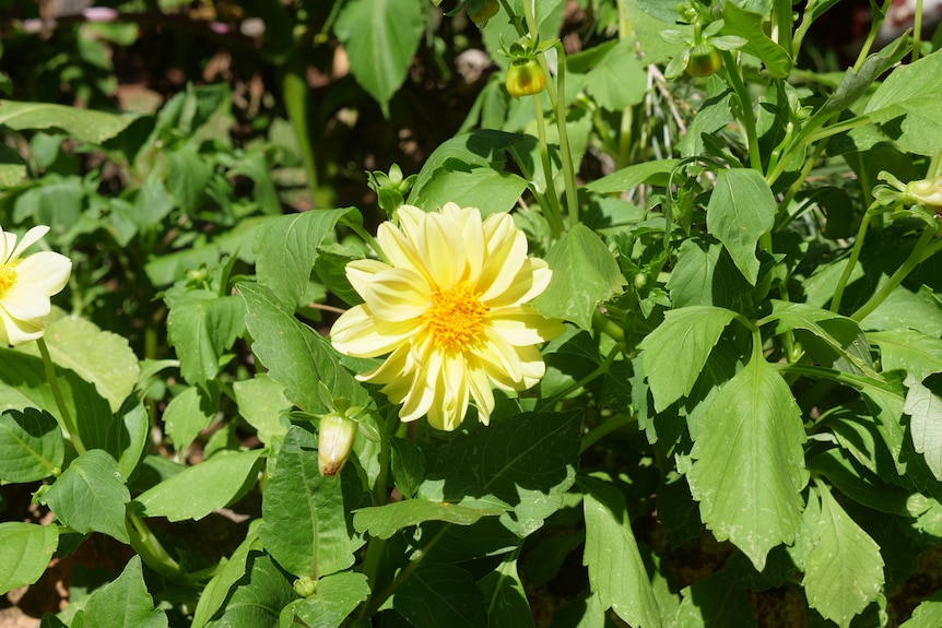 A yellow flower in a garden.