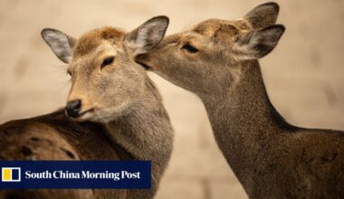 Oh deer: famous hoofed residents of Japan’s Nara wander as far as Osaka