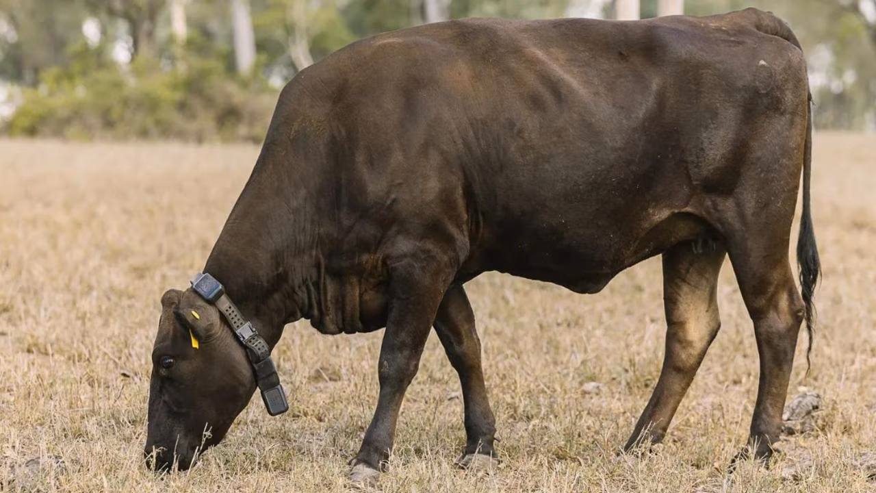 Kids News: AI ‘cowgorithm’ to help farmers remote control cows