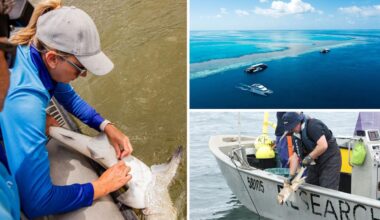 Qld shark study reveals costly truth for Great Barrier Reef anglers