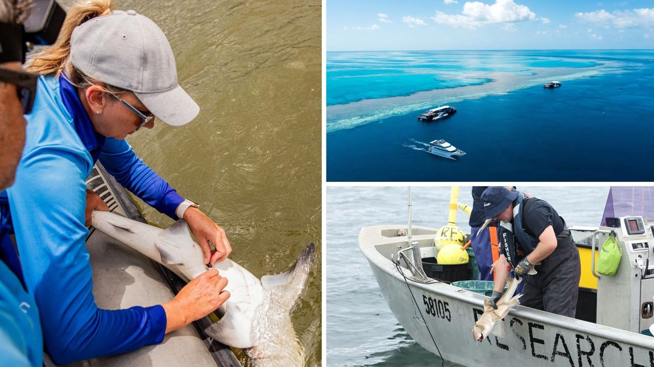 Qld shark study reveals costly truth for Great Barrier Reef anglers