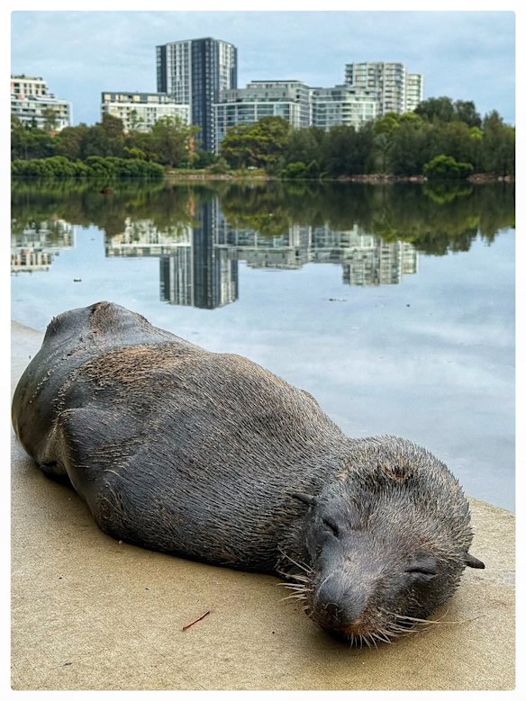 A long-nosed fur seal was spotted resting beside the Cooks River at Wolli Creek on Sunday.