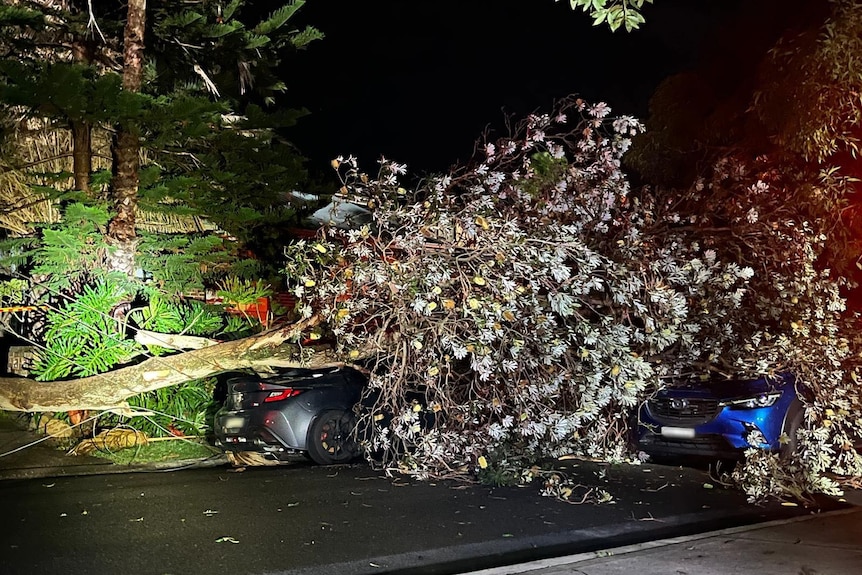 A fallen tree on two cars at nighttime.
