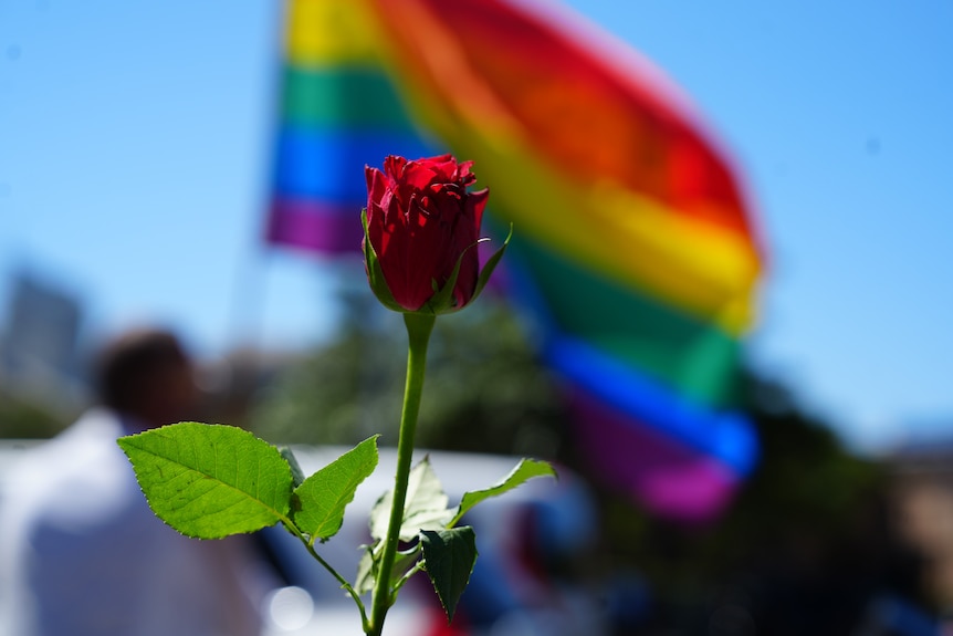 A rose held in front of a rainbow flag.