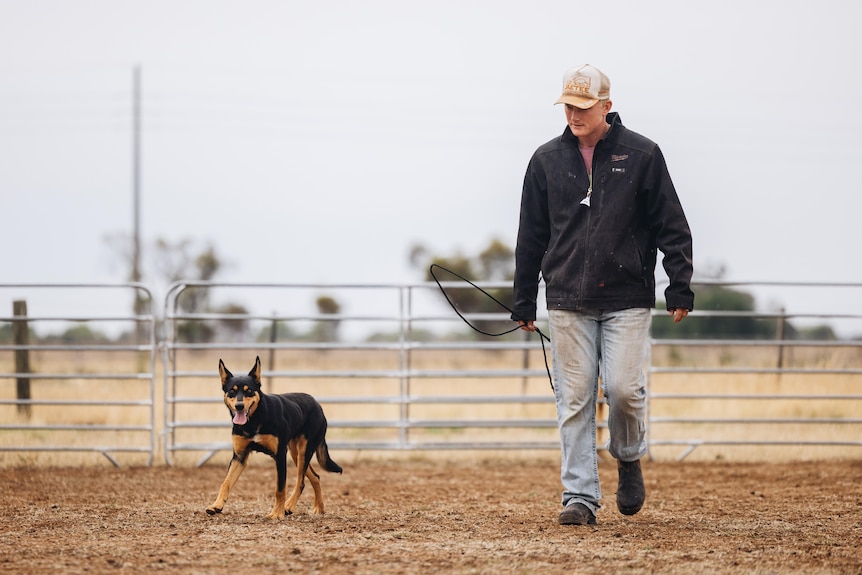 A black and tan kelpie walking alongside a man in a livestock yard.
