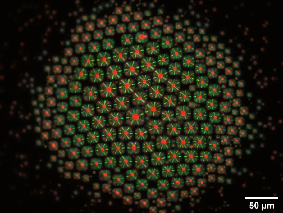 Microbial Ancestor of Complex Life More Sophisticated