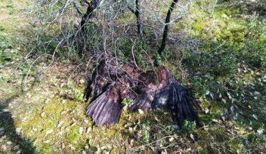 Dead vultures signal major wildlife poisoning