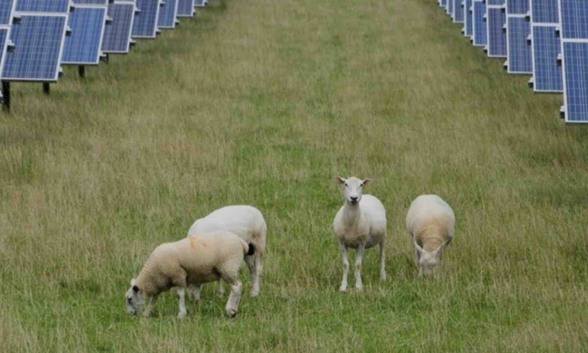 “Brilliant economics”: Offtake deal seals delivery of Australia’s biggest solar-battery hybrid project
