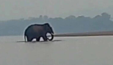 Bangkok Post - Wild elephant crosses Mekong River into Laos