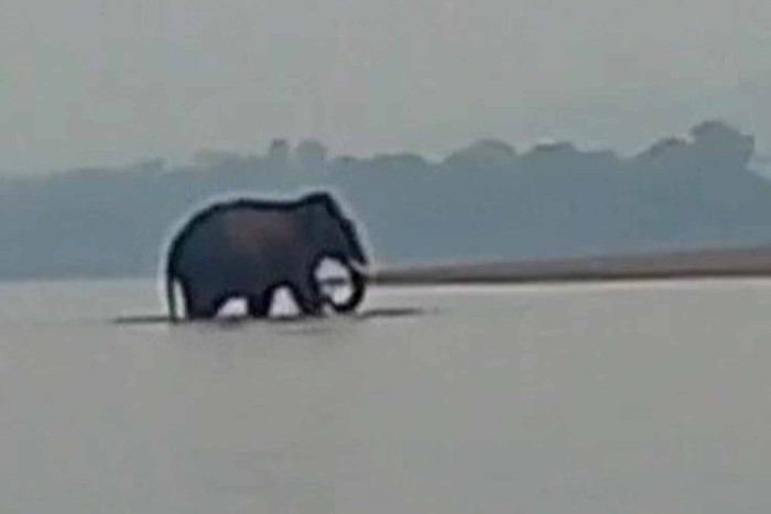 Bangkok Post - Wild elephant crosses Mekong River into Laos