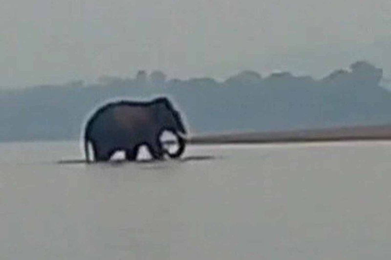 The wild elephant is seen crossing the Mekong River from Bueng Kan province into Laos on Sunday morning. (Photo: Phuwua Wildlife Sanctuary)