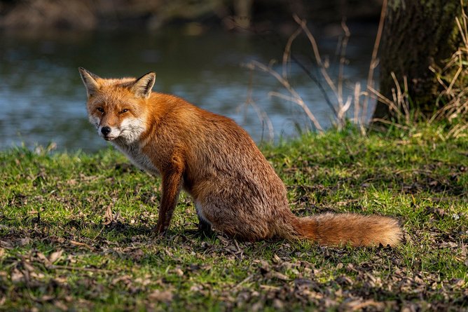 Feral foxes running through Yellagonga Regional Park are now being targeted in a ramped-up effort to safeguard the park’s native wildlife.
