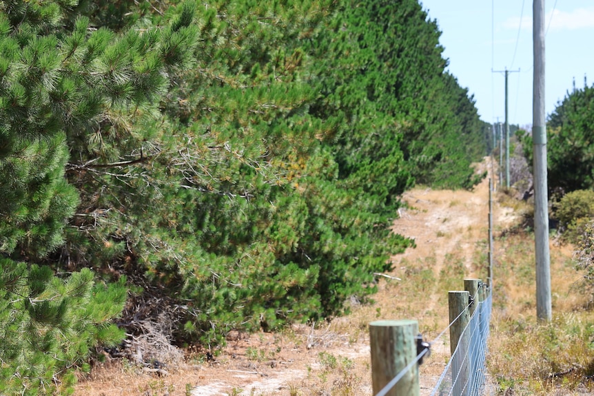 a row of pine trees growing alongside a farm fence