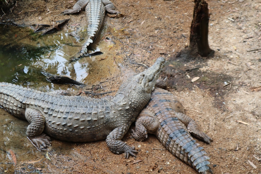 Two large salt water crocodiles laying on top of each other.