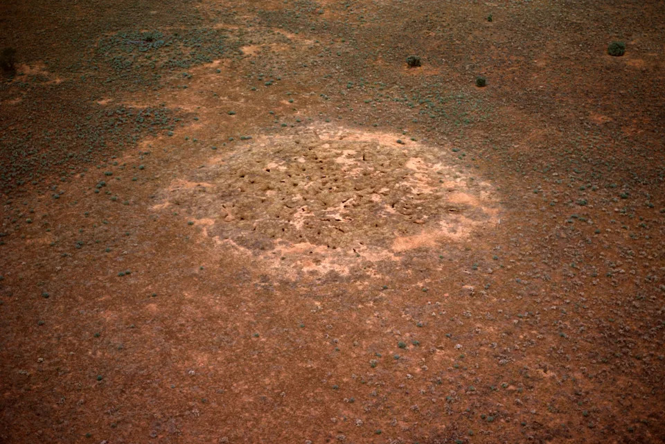 An aerial photo taken in western NSW showing rabbit warrens.