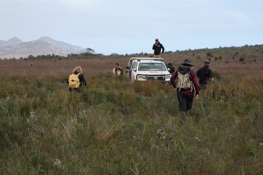 Rangers walk across bushland towards a white car.