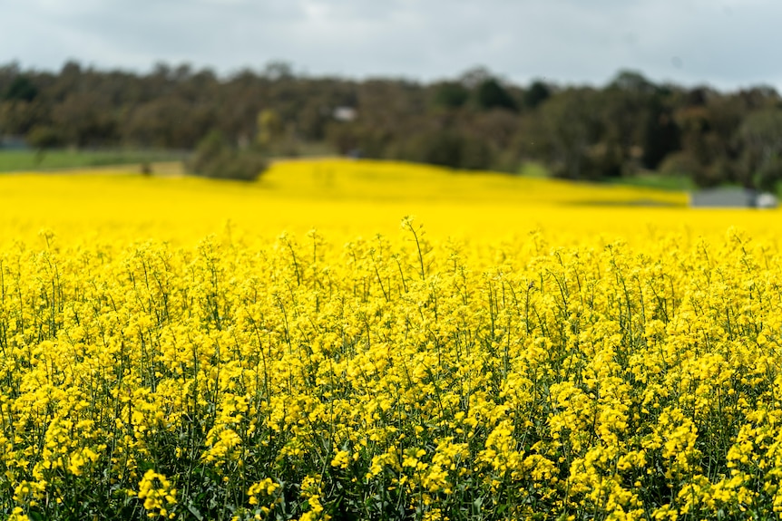 A field of flowering yellow canola.