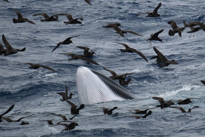 According to the stunned witnesses, albatross and shearwater birds then swooped to gather the leftovers as the orcas tucked into their feed.