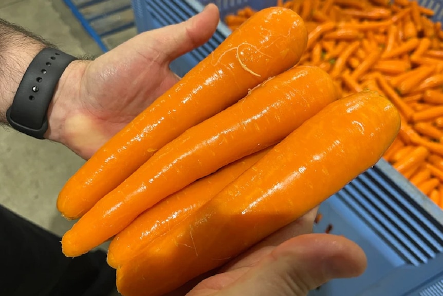A man's hands, holding four cleaned, large, orange carrots.