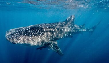 Ningaloo's whale shark season is officially underway for 2026