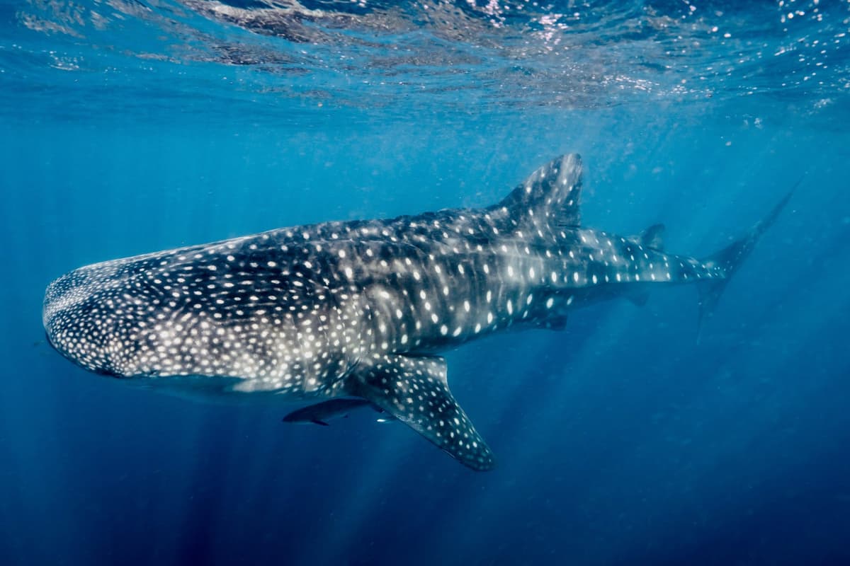 Ningaloo's whale shark season is officially underway for 2026