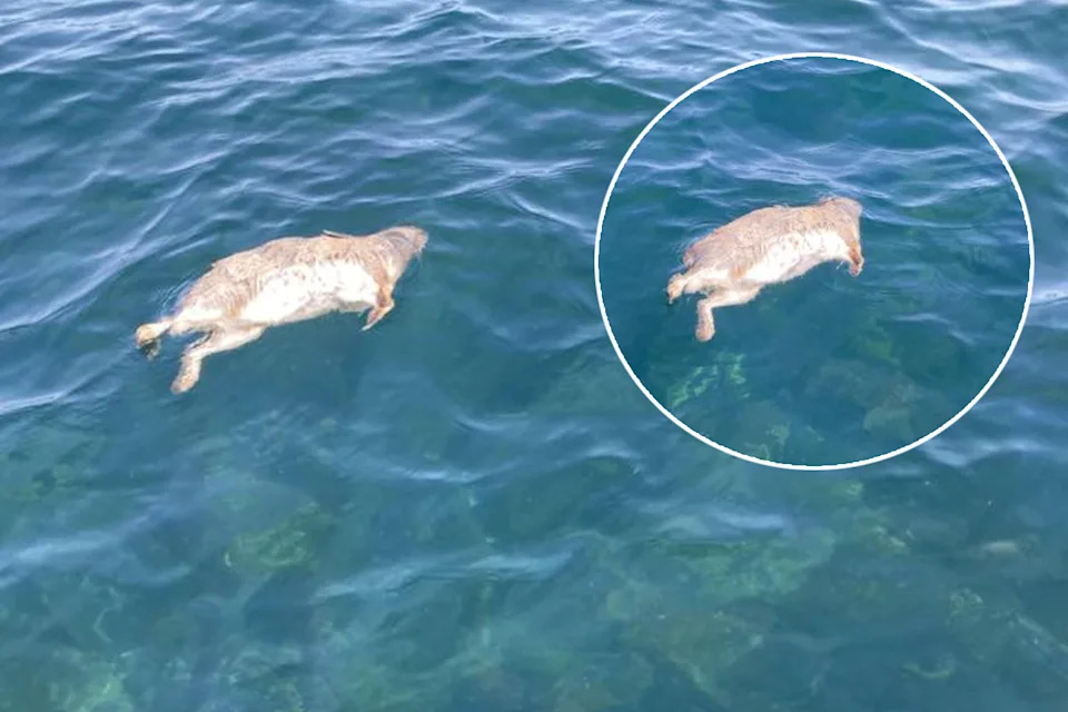 Dead rabbits floating in the ocean off of Sloping Island in Tasmania.