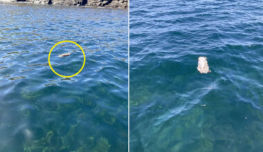 Disturbing discovery off Aussie coast leaves residents baffled: 'Nothing would go near them'