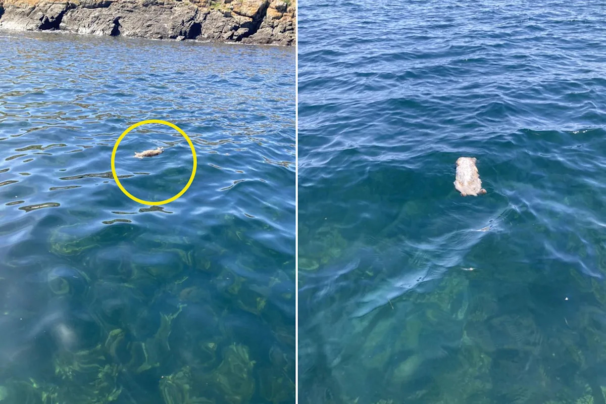 Disturbing discovery off Aussie coast leaves residents baffled: 'Nothing would go near them'