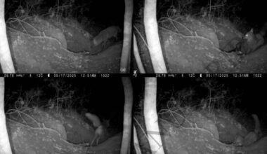 Achingly Sad Video Documents First-Known Case of Red Fox Attacking a Wolf Pup