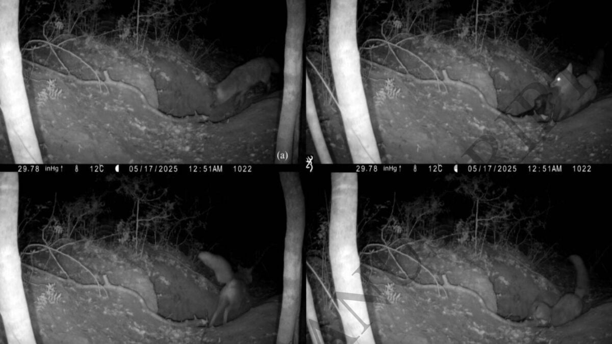 Achingly Sad Video Documents First-Known Case of Red Fox Attacking a Wolf Pup