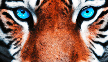 Camera shows humans a new world by replicating animal vision