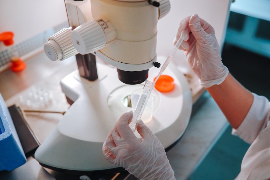 Lab technician doctor working with sperm samples using pipette in laboratory with microscope.