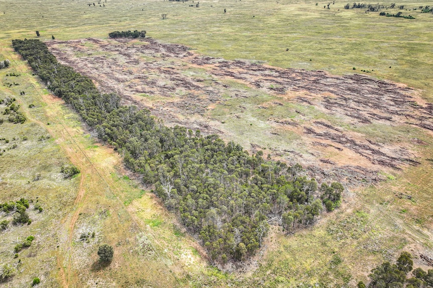 Durong land clearing