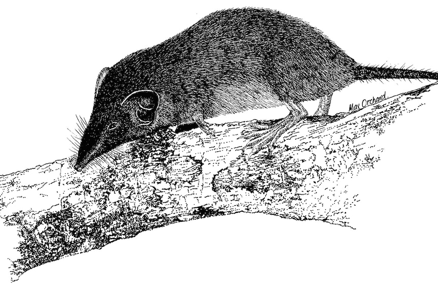 A sketching of a long-nosed rodent.