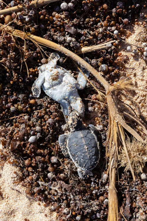 Two hatchlings found dead on a beach after the cyclone. 