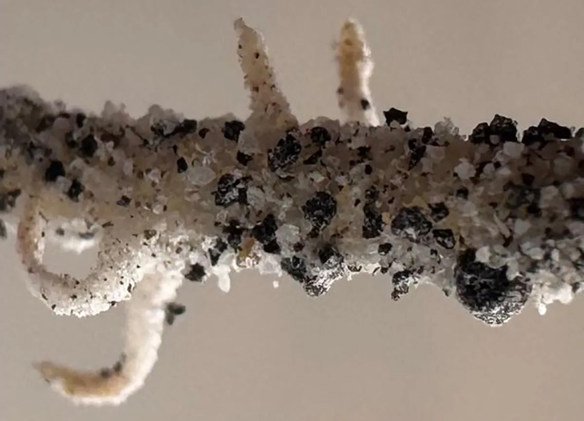 A chickpea root growing in sharp, glass-like lunar regolith simulant, Photo by Jessica Atkin