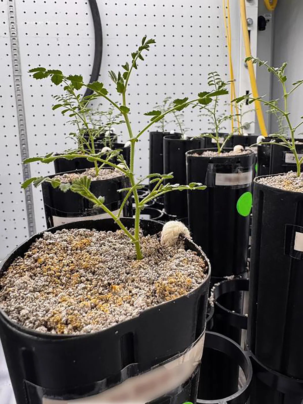 Chickpeas have been successfully grown using lunar regolith.  Photo by Jessica Atkin.