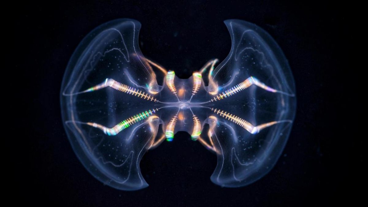 The Comb Jelly 'Brain' Is Far More Complex Than We Ever Realized : ScienceAlert