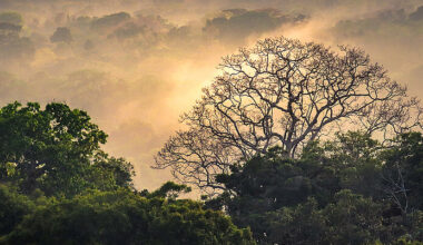 A tropical rain forest in the Amazonian lowlands.