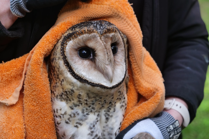 A masked owl wrapped in an orange towel is being held by a wildlife carer. 