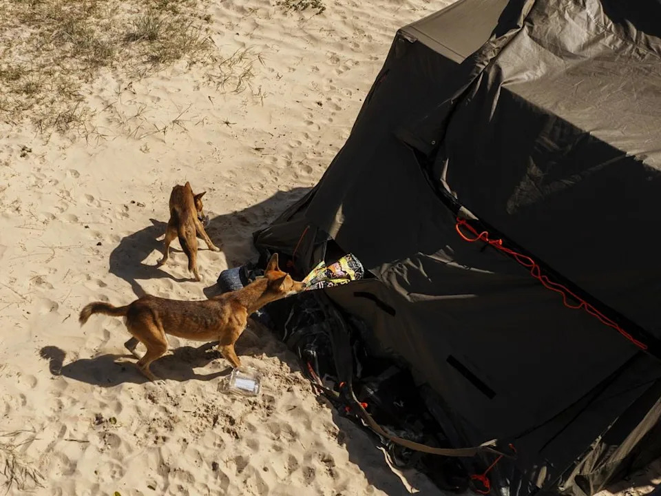 Filmmaker Harry Vincent captured footage of dingoes scavenging an unattended campsite. Picture: Harry Vincent