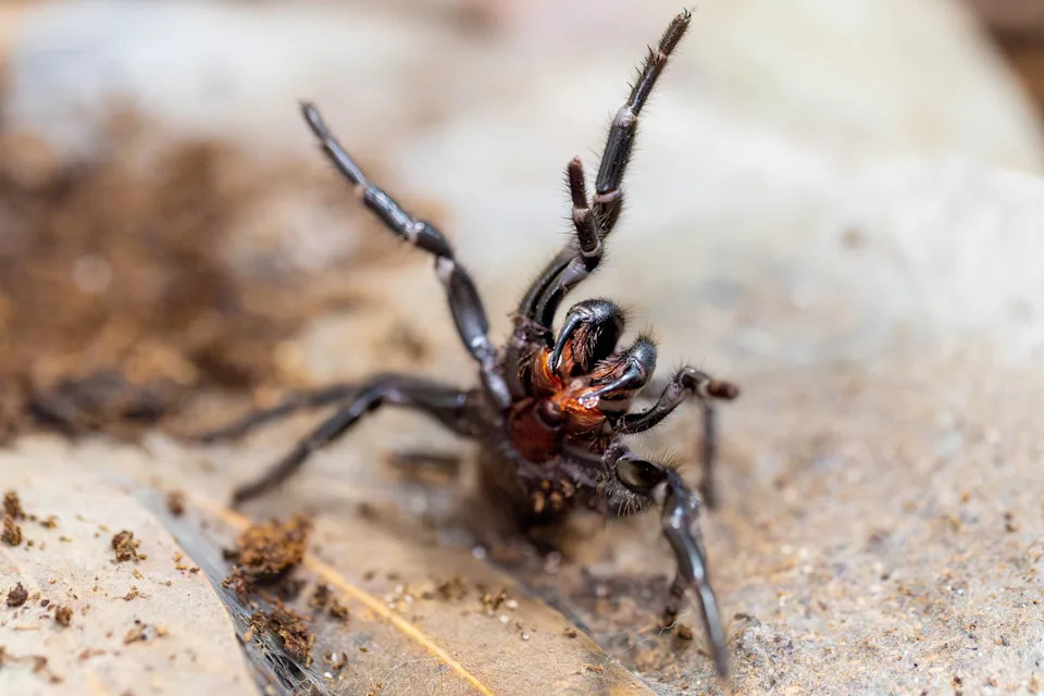Close up of a Sydney funnel-web spider.