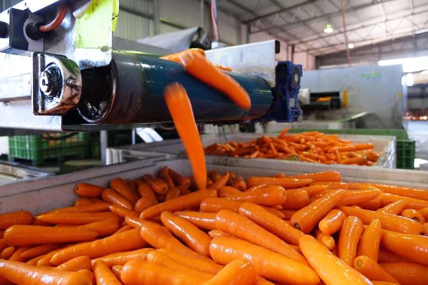Wet carrots landing in a crate inside a shed