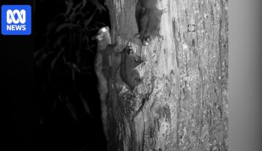 Southern greater gliders emerging from artificial hollow