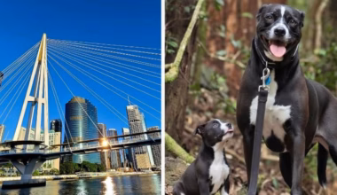 Samsung Galaxy S26 Ultra review: camera, AI features and iPhone battle